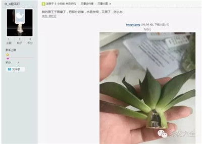 黑王子黑腐怎么辦？