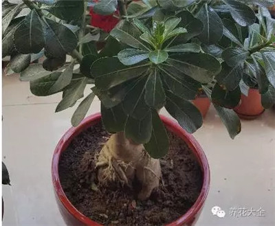 這是什么花？