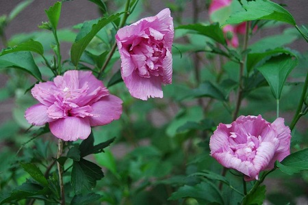 木槿開(kāi)花