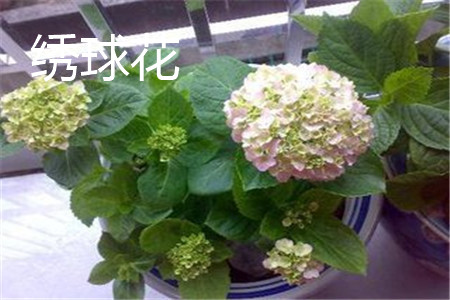 繡球花