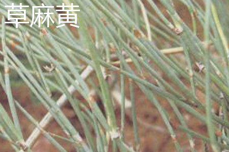 草麻黃