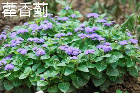 藿香薊植株