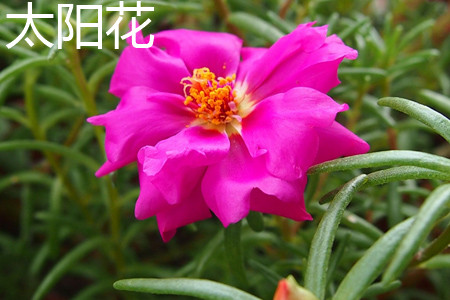 太陽花