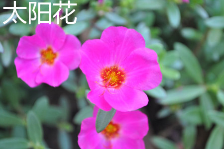 太陽花