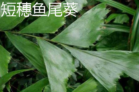 短穗魚(yú)尾葵