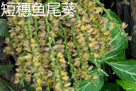 短穗魚(yú)尾葵