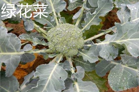 綠花菜葉子.jpg