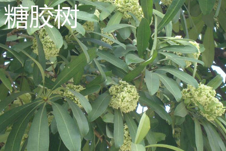 糖膠樹(shù)葉子.jpg