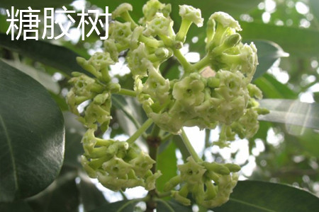 糖膠樹(shù)