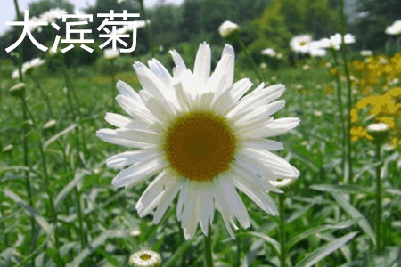 大濱菊，花.jpg