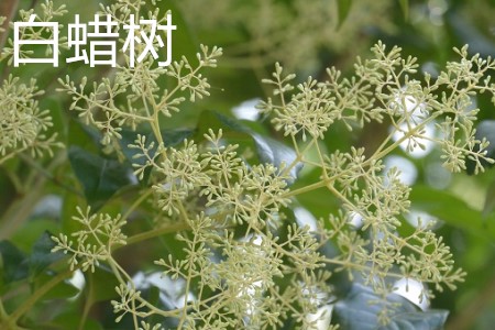 白蠟樹(shù)，花.jpg