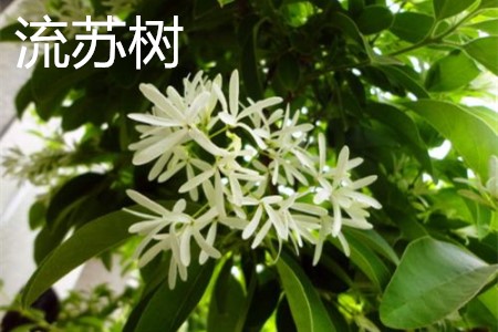 流蘇樹(shù)，花.jpg