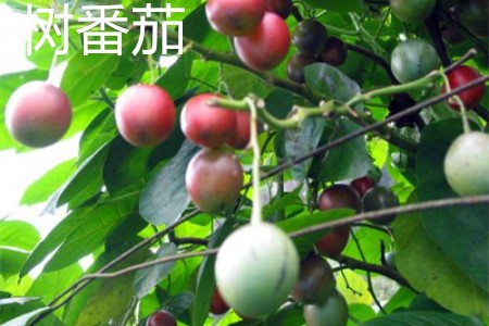 樹(shù)番茄，葉.jpg