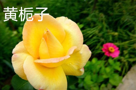 黃梔子，花.jpg