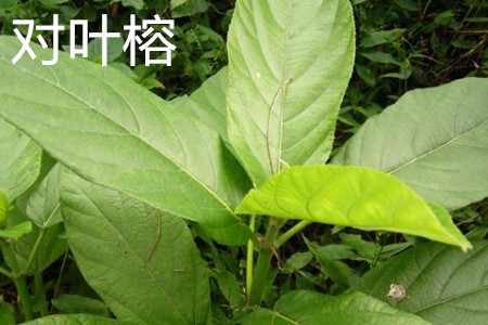 對(duì)葉榕葉子.jpg