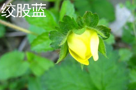 絞股藍(lán)花