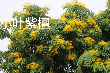 小葉紫檀花.jpg