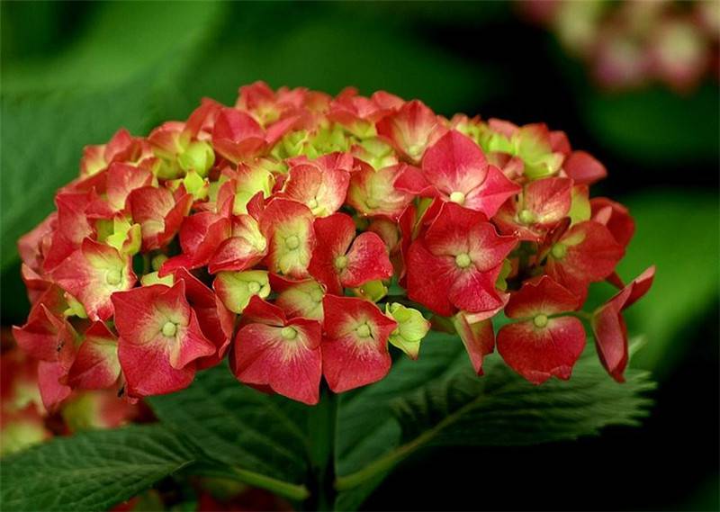 八仙花開，無盡夏來