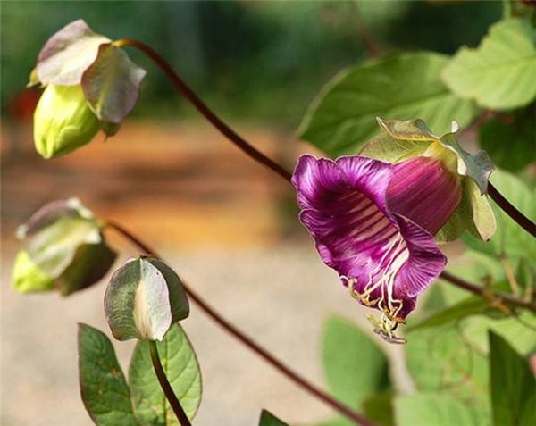  電燈花花枝